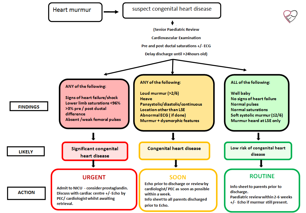 Cardiac Murmur Chart