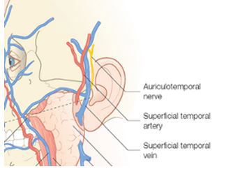 Diagram of the scalp circulatory anatomy