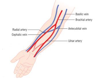 Diagram of the elbow circulatory anatomy