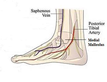 Diagram of the ankle circulatory anatomy